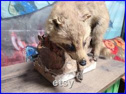 Rogue 1950's Mount vintage Raccoon Authentic Original Oddities Taxidermy Texas Kitsch So Ugly You ll Love Him