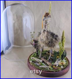 SLF Taxidermy Autruche Affichage Baby Bird Glass Dome Collectible Nature Scene Oddity Curiosity Cabinet Home Décor Educational Specimen