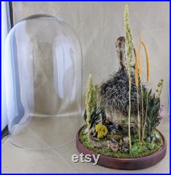 SLF Taxidermy Autruche Affichage Baby Bird Glass Dome Collectible Nature Scene Oddity Curiosity Cabinet Home Décor Educational Specimen