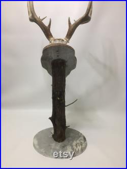Sac R Buck Euro Rax Trophy Tree 30 Inch Barnwood Top Plaque and Granite or Marble Base