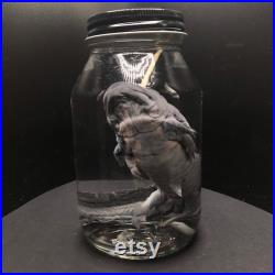 Salamandre tigrée juvénile préservée Spécimen humide Dans un couvercle noir Pot de taxidermie Axolotl spécimen humide Axolotl noir gris