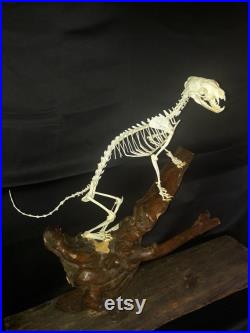 Savannah zorilla articulated skeleton zorille des savanes squelette complet