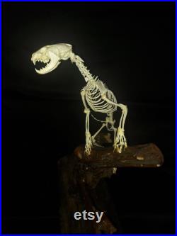 Savannah zorilla articulated skeleton zorille des savanes squelette complet