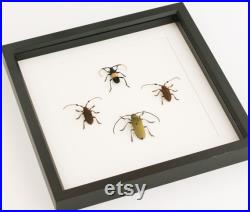 Scarabée Shadowbox encadrée de Longhorn Beetle affichage