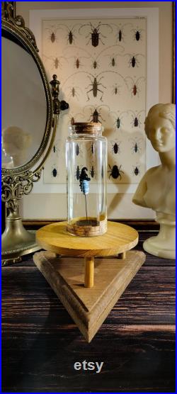 Scarabée en verre sur socle en liège dans un flacon en verre d'apothicaire pour cabinet de curiosité et collection d'insectes
