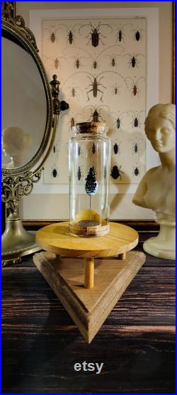 Scarabée en verre sur socle en liège dans un flacon en verre d'apothicaire pour cabinet de curiosité et collection d'insectes