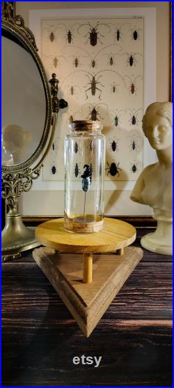 Scarabée en verre sur socle en liège dans un flacon en verre d'apothicaire pour cabinet de curiosité et collection d'insectes