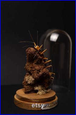 Scolopendra Scutigera Coleoptrata, insect ornament