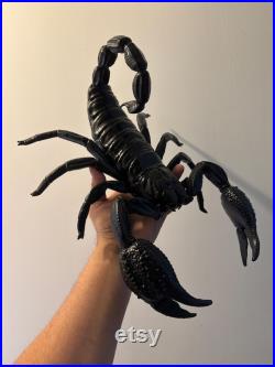 Scorpion géant de 40 cm Oddities Cabinet de curiosités