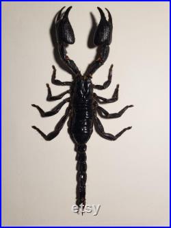 Scorpion sous cadre noir