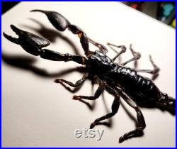 Scorpion sous cadre noir