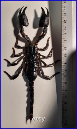 Scorpion sous cadre noir