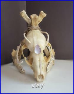 Sculpture d os, Crâne de vison totem, Crâne d animal, Crâne réel, Taxidermie, Art osseux, Curiosités, Curiosités, Curiosité curiosité, Curiosité curiosité, Os, Crâne, Sorcière