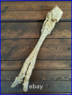 Segment de jambe squelette cheval ancien, os naturel taxidermie vintage curiosit