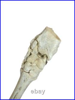 Segment de jambe squelette cheval ancien, os naturel taxidermie vintage curiosit