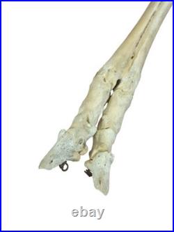 Segment de jambe squelette cheval ancien, os naturel taxidermie vintage curiosit
