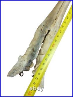 Segment de jambe squelette cheval ancien, os naturel taxidermie vintage curiosit
