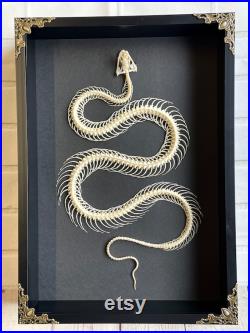 Serpent d eau de Reuss (Enhydris alternans) Squelette dans le style baroque Deep Shadow Box Frame Display