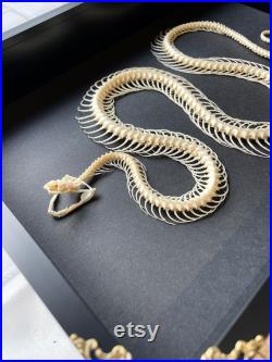 Serpent d eau de Reuss (Enhydris alternans) Squelette dans le style baroque Deep Shadow Box Frame Display