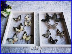 Set 2 Collection Mix Real Exotic Beautiful Butterfly Taxidermy Insect Display Double Acrylique Verre Blanc Tone Cadre Décoration Intérieure