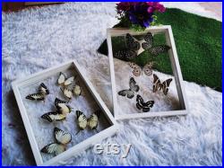 Set 2 Collection Mix Real Exotic Beautiful Butterfly Taxidermy Insect Display Double Acrylique Verre Blanc Tone Cadre Décoration Intérieure