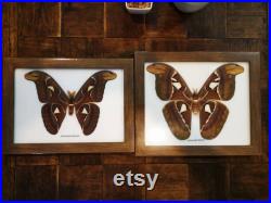 Set Frame Real Butterfly Atlas Moth F and M Insect Taxidermy Wood Display Home Decor