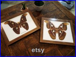 Set Frame Real Butterfly Atlas Moth F and M Insect Taxidermy Wood Display Home Decor