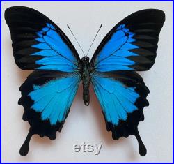 Set of 10 beautiful blue swallowtail Papilio Ulysses 110 mm ,wings closed A1 quality, for your taxidermy art projects Unmounted -Non étalé