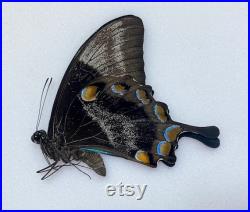 Set of 10 beautiful blue swallowtail Papilio Ulysses 110 mm ,wings closed A1 quality, for your taxidermy art projects Unmounted -Non étalé