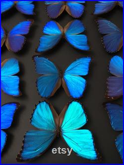Set of 10 beautiful large Morpho Didius from Pérou, wings closed A1 quality, for your taxidermy art projects Unmounted -Non étalé