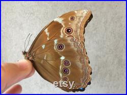 Set of 10 beautiful large Morpho Didius from Pérou, wings closed A1 quality, for your taxidermy art projects Unmounted -Non étalé