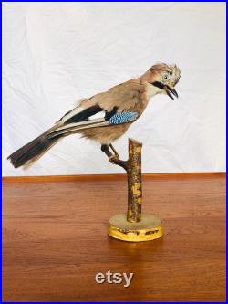 Set of 2 antiques bird taxidermy stuffed tassidermia natural history wunderkammer cabinet curiosity stuffed