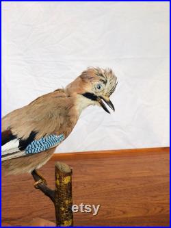 Set of 2 antiques bird taxidermy stuffed tassidermia natural history wunderkammer cabinet curiosity stuffed