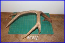 Single 16 Large Beautiful 5 pt. Mule Deer Shed Antlers hangars Mule elk moose 207