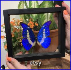 Single Morpho Helena Butterfly in Frame, Conserved Butterfly, Taxedermy d origine éthique