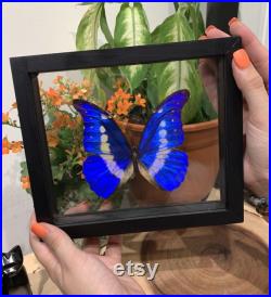 Single Morpho Helena Butterfly in Frame, Conserved Butterfly, Taxedermy d origine éthique