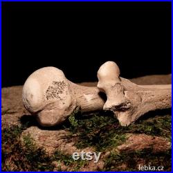 Skull Replica Mimosa avec paire d os