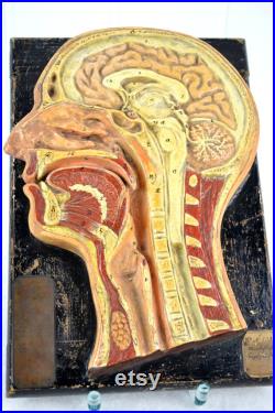 Somso Head Sectional Model 1907 avec dédicace Anatomie Marcus Sommer Sonneberg Head Brain Head Model Saxon Educational Institution
