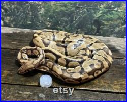 Spécimen humide adulte boule python serpent taxidermie monter formalin eimpairs fixes Obscure
