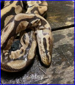 Spécimen humide adulte boule python serpent taxidermie monter formalin eimpairs fixes Obscure