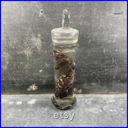 Spécimen humide de gecko préservé, bocal en verre