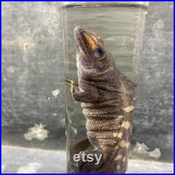 Spécimen humide de gecko préservé, bocal en verre