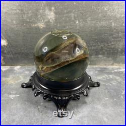 Spécimen humide de lézard préservé, sphère en verre et socle en métal noir