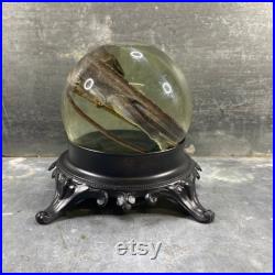 Spécimen humide de lézard préservé, sphère en verre et socle en métal noir