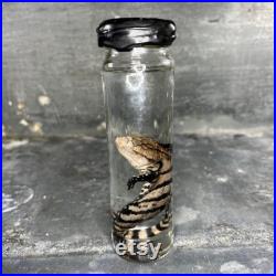 Spécimen humide de reptile préservé dans de l alcool, cabinet de curiosités. Taxidermie, Mort de cause naturelle . Spécimen humide de reptile préservé dans de l alcool, cabinet de curiosités. Taxidermie, Mort de cause naturelle .