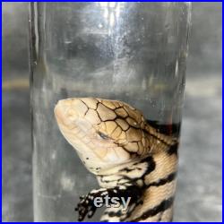 Spécimen humide de reptile préservé dans de l alcool, cabinet de curiosités. Taxidermie, Mort de cause naturelle . Spécimen humide de reptile préservé dans de l alcool, cabinet de curiosités. Taxidermie, Mort de cause naturelle .