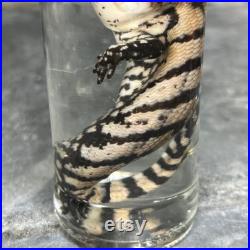Spécimen humide de reptile préservé dans de l alcool, cabinet de curiosités. Taxidermie, Mort de cause naturelle . Spécimen humide de reptile préservé dans de l alcool, cabinet de curiosités. Taxidermie, Mort de cause naturelle .