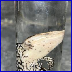 Spécimen humide de reptile préservé dans de l alcool, cabinet de curiosités. Taxidermie, Mort de cause naturelle . Spécimen humide de reptile préservé dans de l alcool, cabinet de curiosités. Taxidermie, Mort de cause naturelle .
