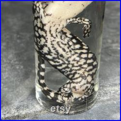 Spécimen humide de reptile préservé dans de l alcool, cabinet de curiosités. Taxidermie, Mort de cause naturelle . Spécimen humide de reptile préservé dans de l alcool, cabinet de curiosités. Taxidermie, Mort de cause naturelle .