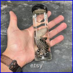 Spécimen humide de reptile préservé dans de l alcool, cabinet de curiosités. Taxidermie, Mort de cause naturelle . Spécimen humide de reptile préservé dans de l alcool, cabinet de curiosités. Taxidermie, Mort de cause naturelle .